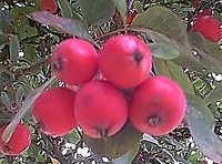Crabapples