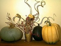 Squashes