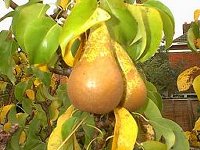 Squash harvest