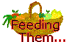 Feeding Them - Ideas & Recipes...