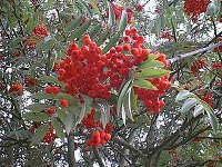 Rowanberries